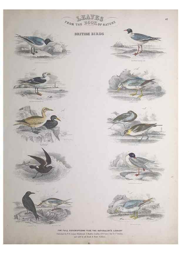 Reproducción/Reproduction 49749723072: Leaves from the book of nature,. Edinburgh :W.H. Lizars;[184-?]. 