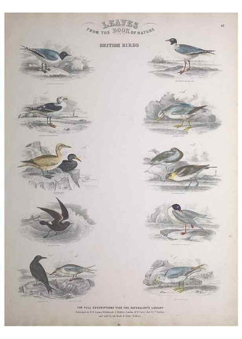 Reproducción/Reproduction 49749723072: Leaves from the book of nature,. Edinburgh :W.H. Lizars;[184-?]. 