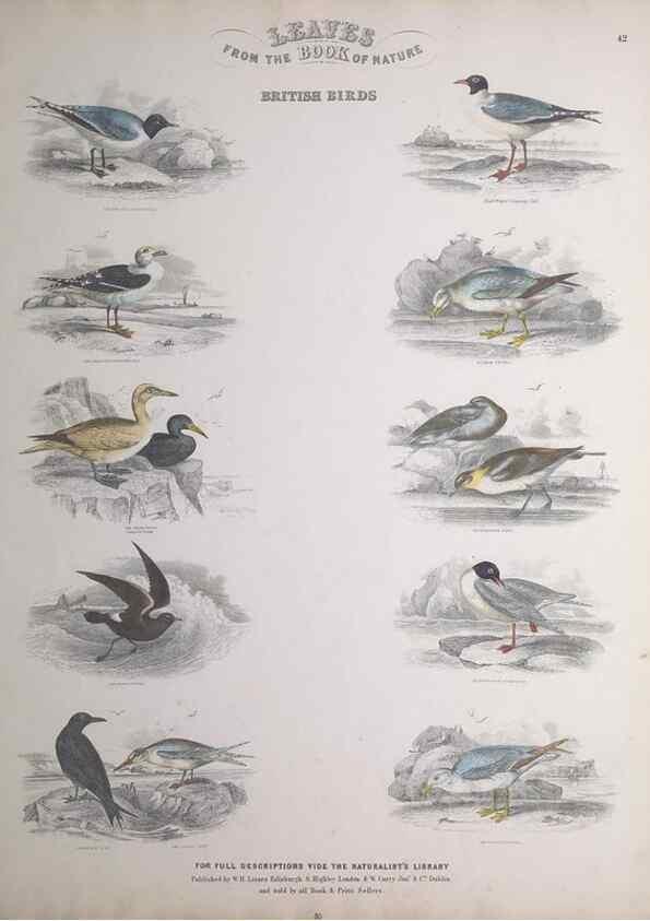 Reproducción/Reproduction 49749723072: Leaves from the book of nature,. Edinburgh :W.H. Lizars;[184-?]. 