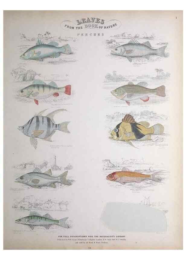 Reproducción/Reproduction 49749395691: Leaves from the book of nature,. Edinburgh :W.H. Lizars;[184-?]. 