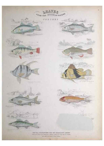 Reproducción/Reproduction 49749395691: Leaves from the book of nature,. Edinburgh :W.H. Lizars;[184-?]. 