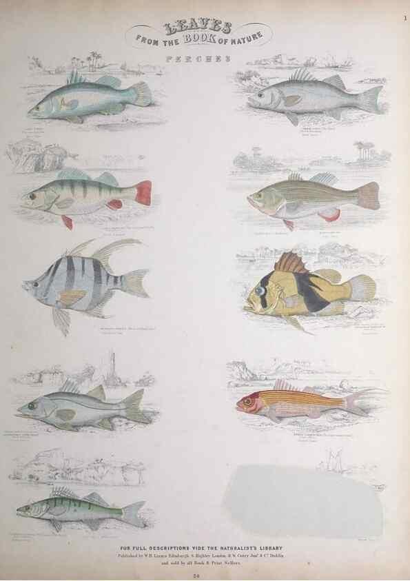 Reproducción/Reproduction 49749395691: Leaves from the book of nature,. Edinburgh :W.H. Lizars;[184-?]. 