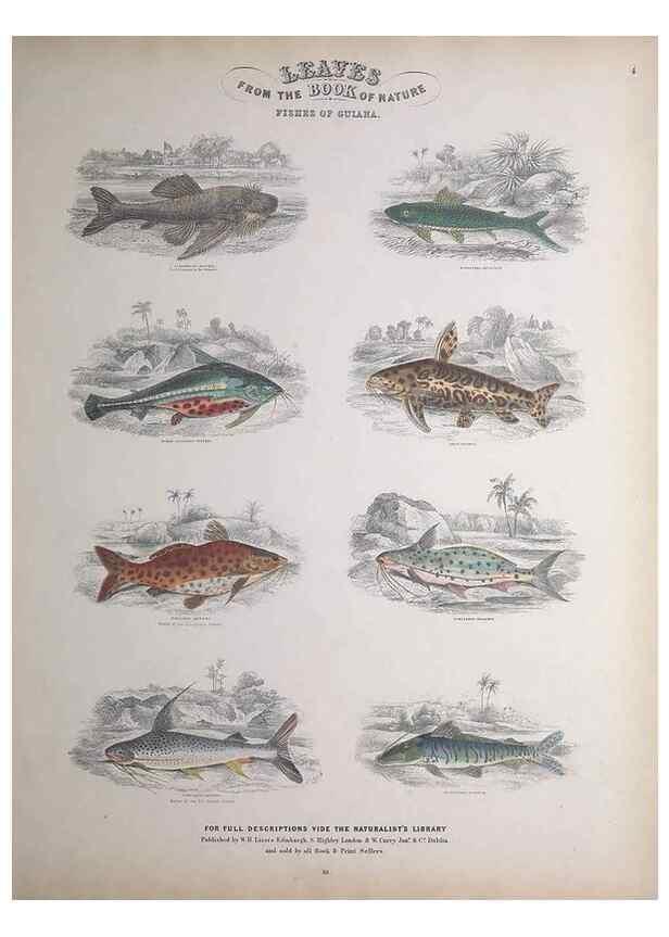 Reproducción/Reproduction 49749724162: Leaves from the book of nature,. Edinburgh :W.H. Lizars;[184-?]. 