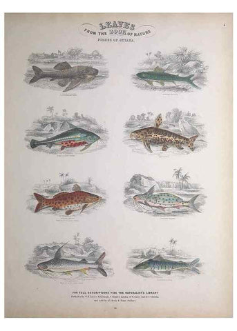 Reproducción/Reproduction 49749724162: Leaves from the book of nature,. Edinburgh :W.H. Lizars;[184-?]. 