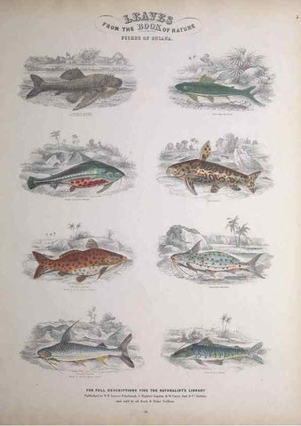 Reproducción/Reproduction 49749724162: Leaves from the book of nature,. Edinburgh :W.H. Lizars;[184-?]. 