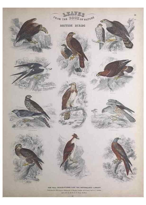 Reproducción/Reproduction 49749392886: Leaves from the book of nature,. Edinburgh :W.H. Lizars;[184-?]. 