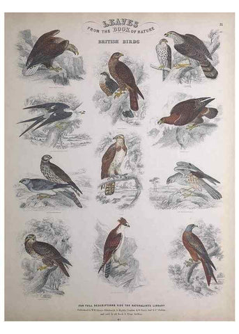 Reproducción/Reproduction 49749392886: Leaves from the book of nature,. Edinburgh :W.H. Lizars;[184-?]. 