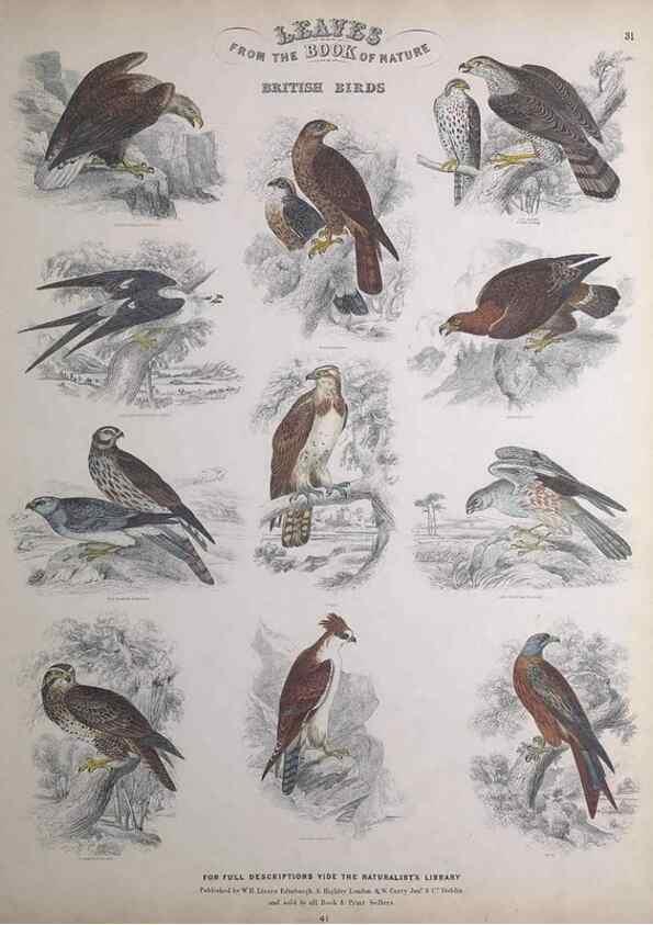 Reproducción/Reproduction 49749392886: Leaves from the book of nature,. Edinburgh :W.H. Lizars;[184-?]. 