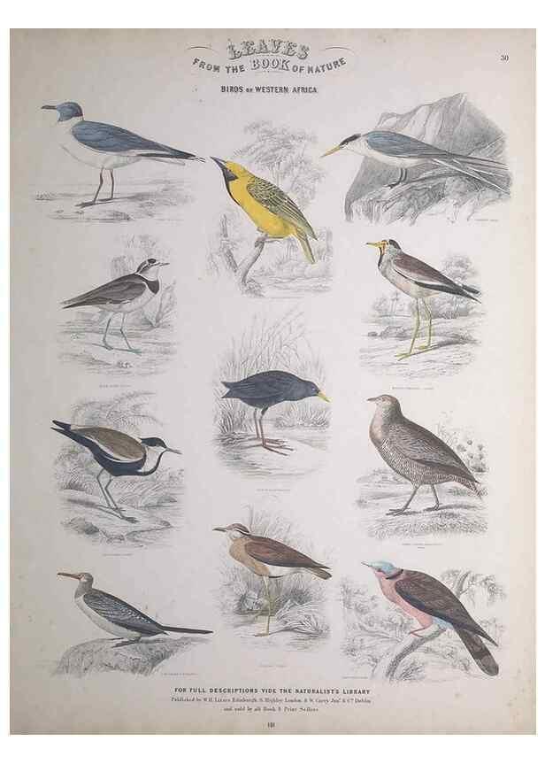 Reproducción/Reproduction 49748849773: Leaves from the book of nature,. Edinburgh :W.H. Lizars;[184-?]. 