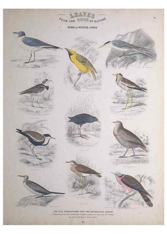 Reproducción/Reproduction 49748849773: Leaves from the book of nature,. Edinburgh :W.H. Lizars;[184-?]. 