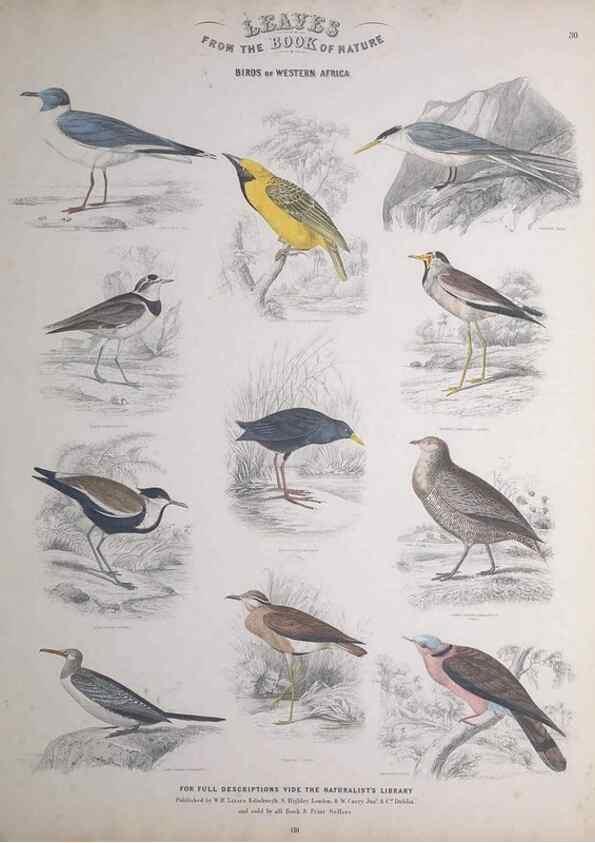 Reproducción/Reproduction 49748849773: Leaves from the book of nature,. Edinburgh :W.H. Lizars;[184-?]. 