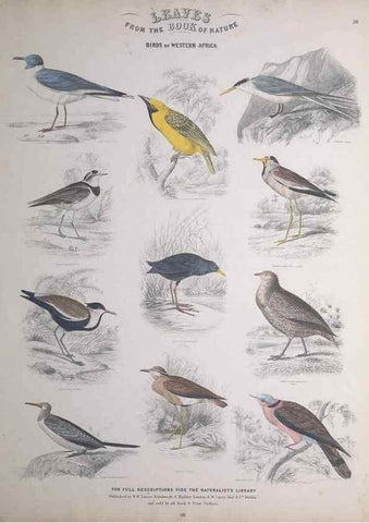 Reproducción/Reproduction 49748849773: Leaves from the book of nature,. Edinburgh :W.H. Lizars;[184-?]. 