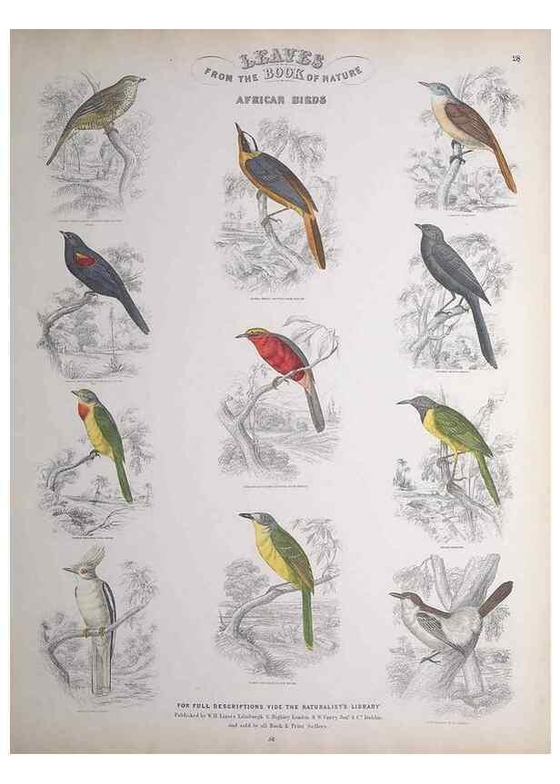 Reproducción/Reproduction 49748849453: Leaves from the book of nature,. Edinburgh :W.H. Lizars;[184-?]. 