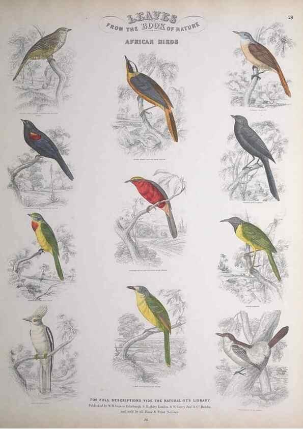 Reproducción/Reproduction 49748849453: Leaves from the book of nature,. Edinburgh :W.H. Lizars;[184-?]. 