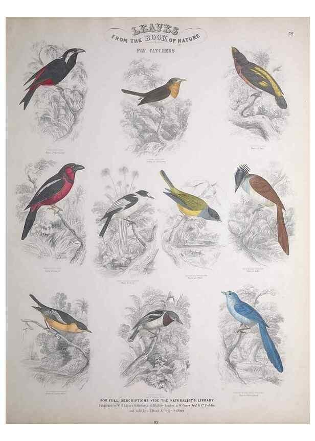Reproducción/Reproduction 49748846388: Leaves from the book of nature,. Edinburgh :W.H. Lizars;[184-?]. 