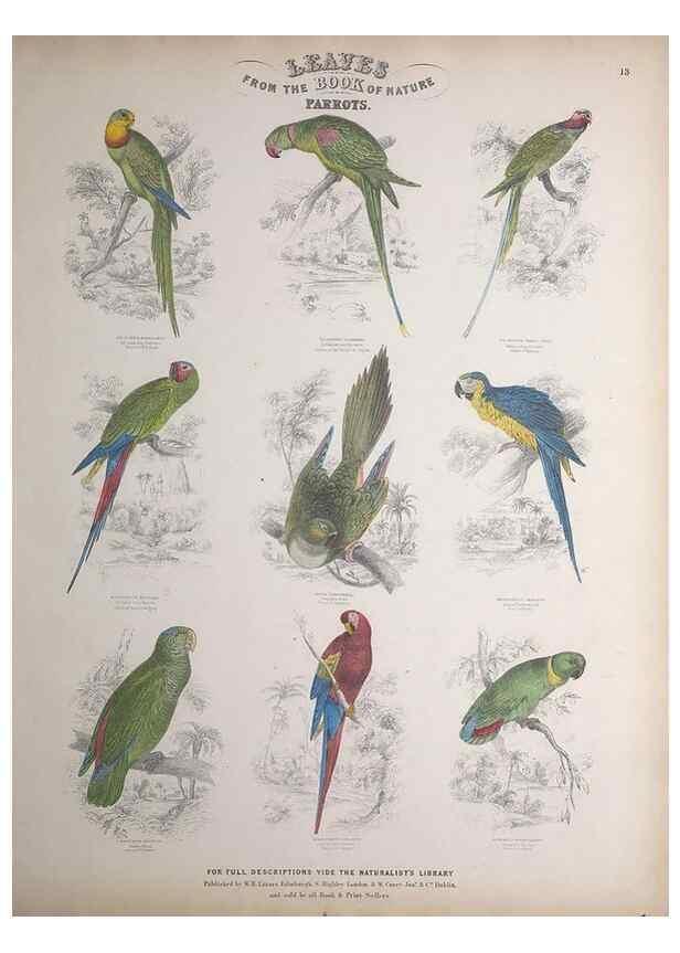 Reproducción/Reproduction 49749389161: Leaves from the book of nature,. Edinburgh :W.H. Lizars;[184-?]. 
