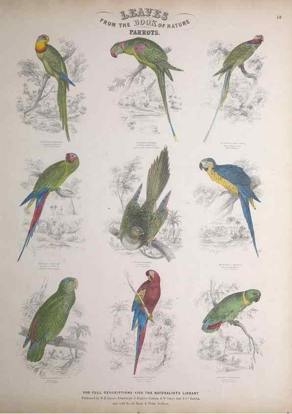 Reproducción/Reproduction 49749389161: Leaves from the book of nature,. Edinburgh :W.H. Lizars;[184-?]. 
