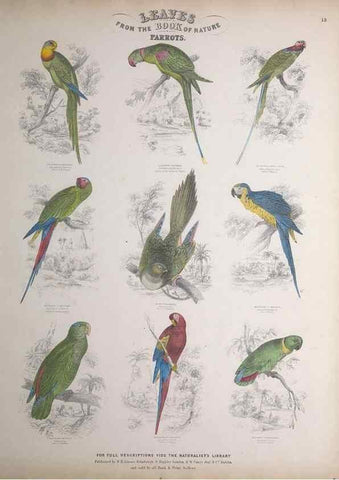 Reproducción/Reproduction 49749389161: Leaves from the book of nature,. Edinburgh :W.H. Lizars;[184-?]. 