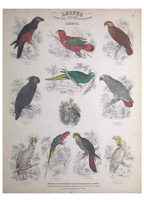 Reproducción/Reproduction 49749717467: Leaves from the book of nature,. Edinburgh :W.H. Lizars;[184-?]. 