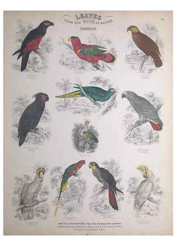 Reproducción/Reproduction 49749717467: Leaves from the book of nature,. Edinburgh :W.H. Lizars;[184-?]. 