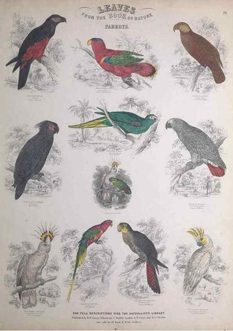 Reproducción/Reproduction 49749717467: Leaves from the book of nature,. Edinburgh :W.H. Lizars;[184-?]. 