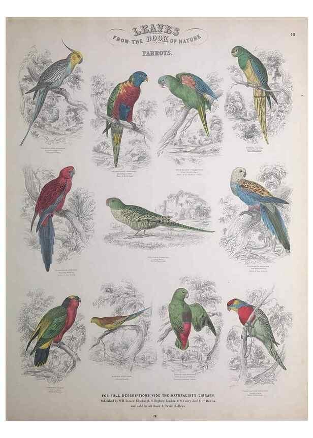Reproducción/Reproduction 49749389566: Leaves from the book of nature,. Edinburgh :W.H. Lizars;[184-?]. 