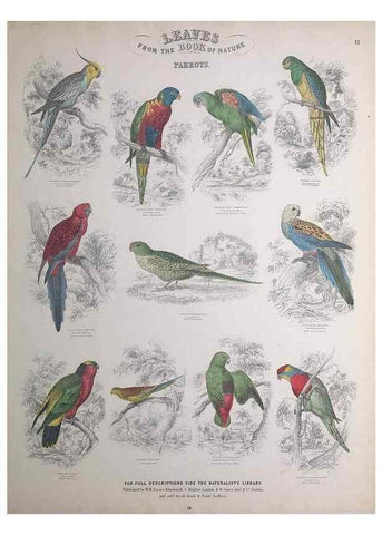 Reproducción/Reproduction 49749389566: Leaves from the book of nature,. Edinburgh :W.H. Lizars;[184-?]. 