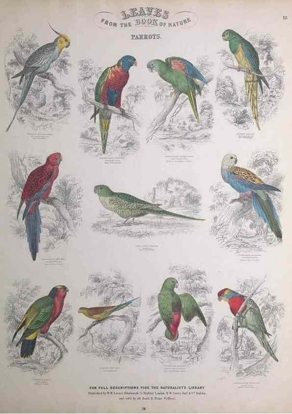 Reproducción/Reproduction 49749389566: Leaves from the book of nature,. Edinburgh :W.H. Lizars;[184-?]. 