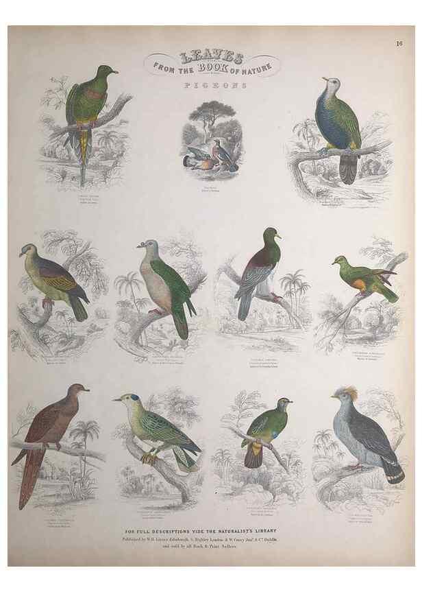 Reproducción/Reproduction 49749389716: Leaves from the book of nature,. Edinburgh :W.H. Lizars;[184-?]. 