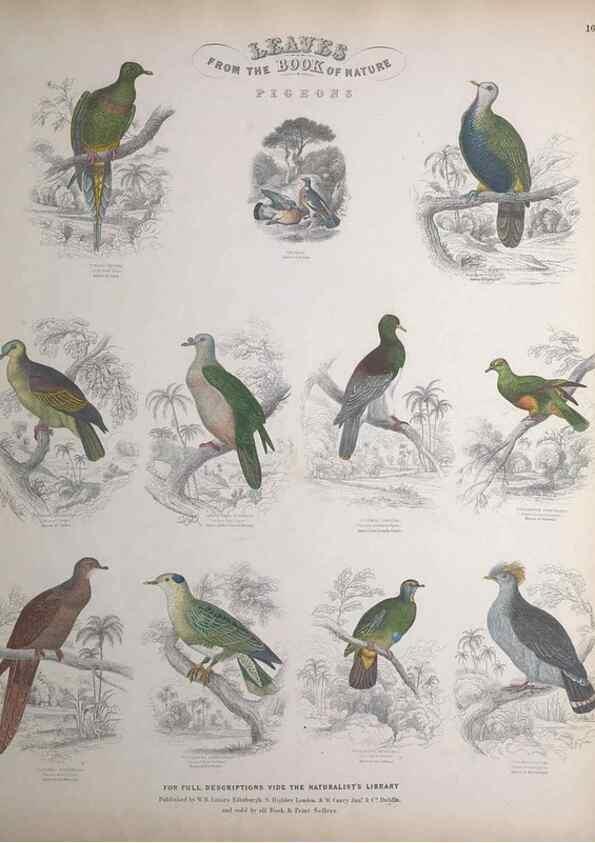 Reproducción/Reproduction 49749389716: Leaves from the book of nature,. Edinburgh :W.H. Lizars;[184-?]. 