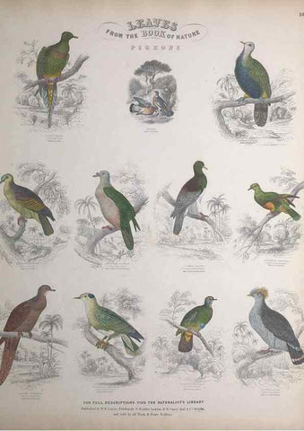 Reproducción/Reproduction 49749389716: Leaves from the book of nature,. Edinburgh :W.H. Lizars;[184-?]. 