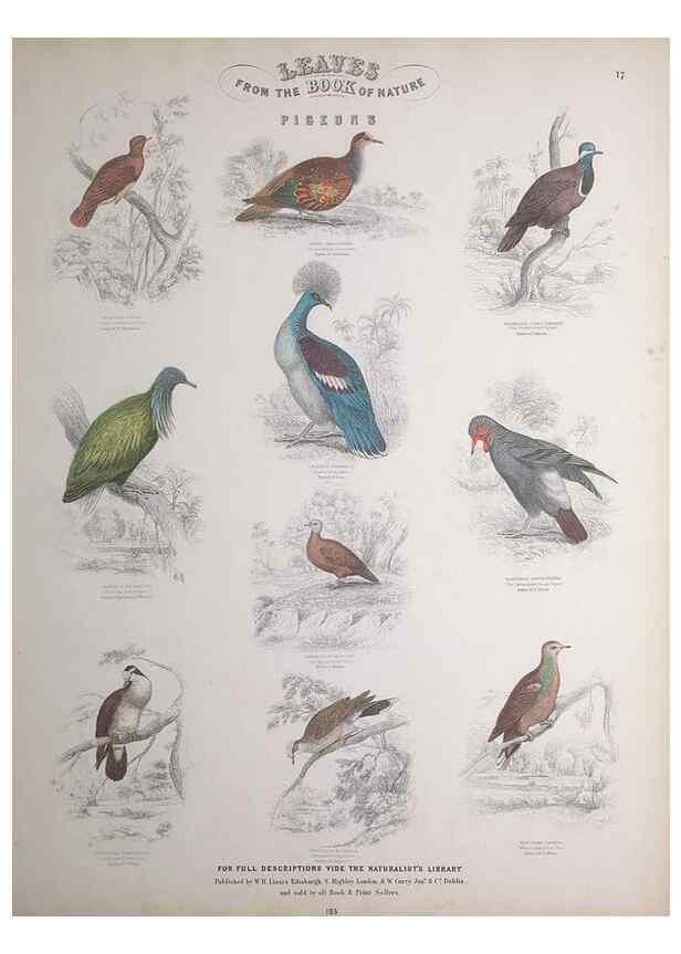 Reproducción/Reproduction 49749389861: Leaves from the book of nature,. Edinburgh :W.H. Lizars;[184-?]. 