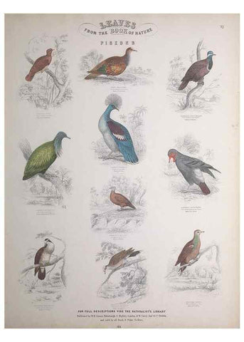 Reproducción/Reproduction 49749389861: Leaves from the book of nature,. Edinburgh :W.H. Lizars;[184-?]. 