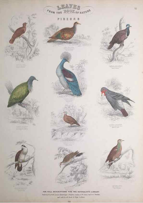 Reproducción/Reproduction 49749389861: Leaves from the book of nature,. Edinburgh :W.H. Lizars;[184-?]. 