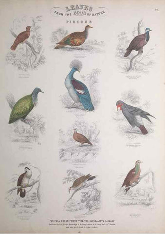 Reproducción/Reproduction 49749389861: Leaves from the book of nature,. Edinburgh :W.H. Lizars;[184-?]. 