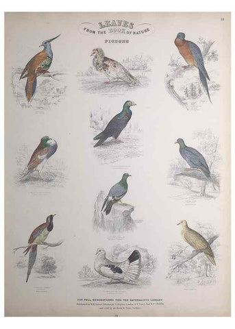 Reproducción/Reproduction 49749718127: Leaves from the book of nature,. Edinburgh :W.H. Lizars;[184-?]. 