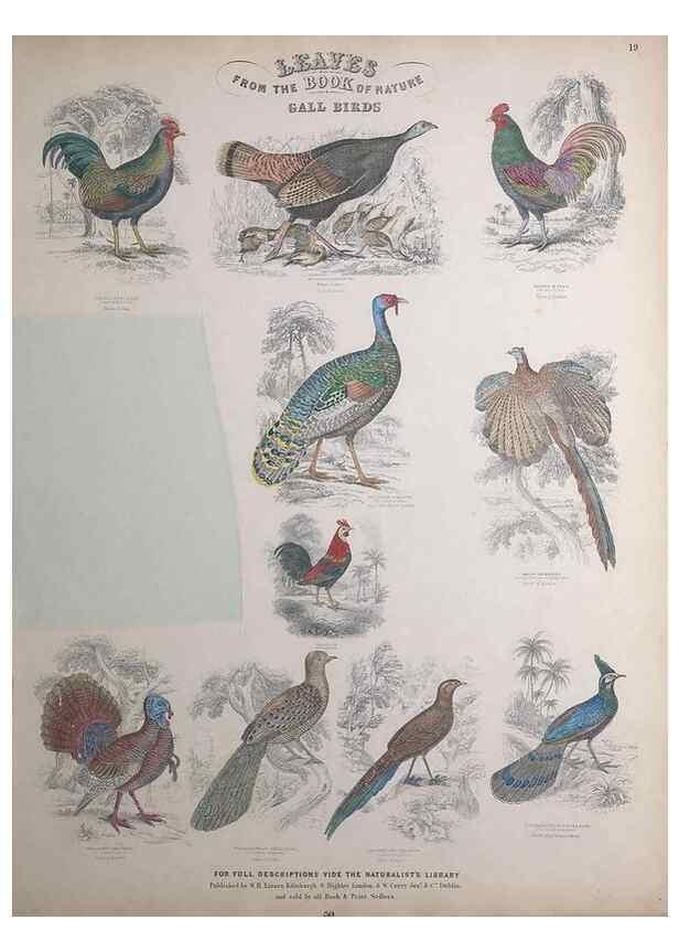 Reproducción/Reproduction 49749390411: Leaves from the book of nature,. Edinburgh :W.H. Lizars;[184-?]. 