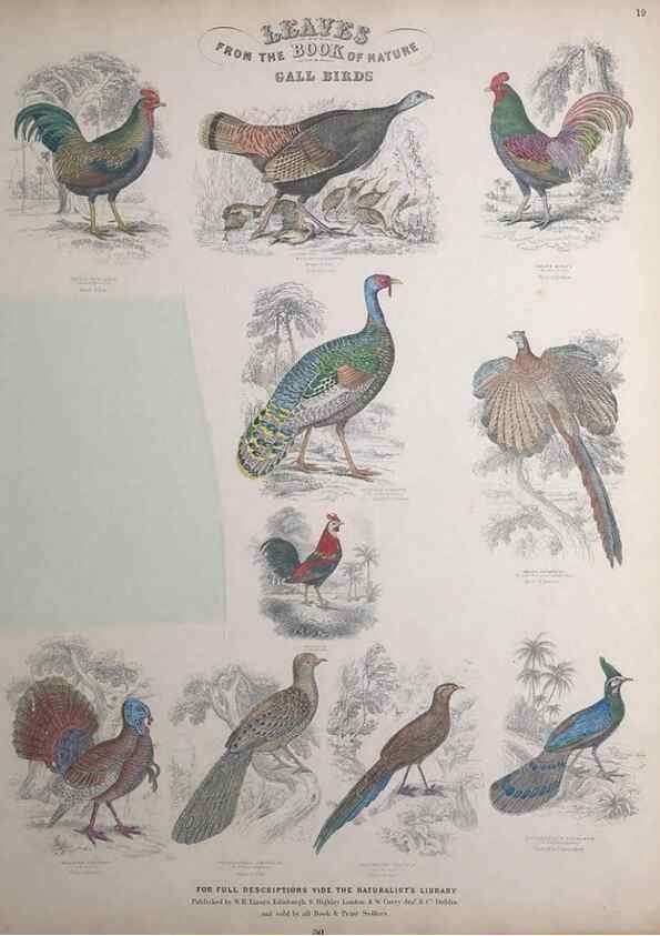 Reproducción/Reproduction 49749390411: Leaves from the book of nature,. Edinburgh :W.H. Lizars;[184-?]. 