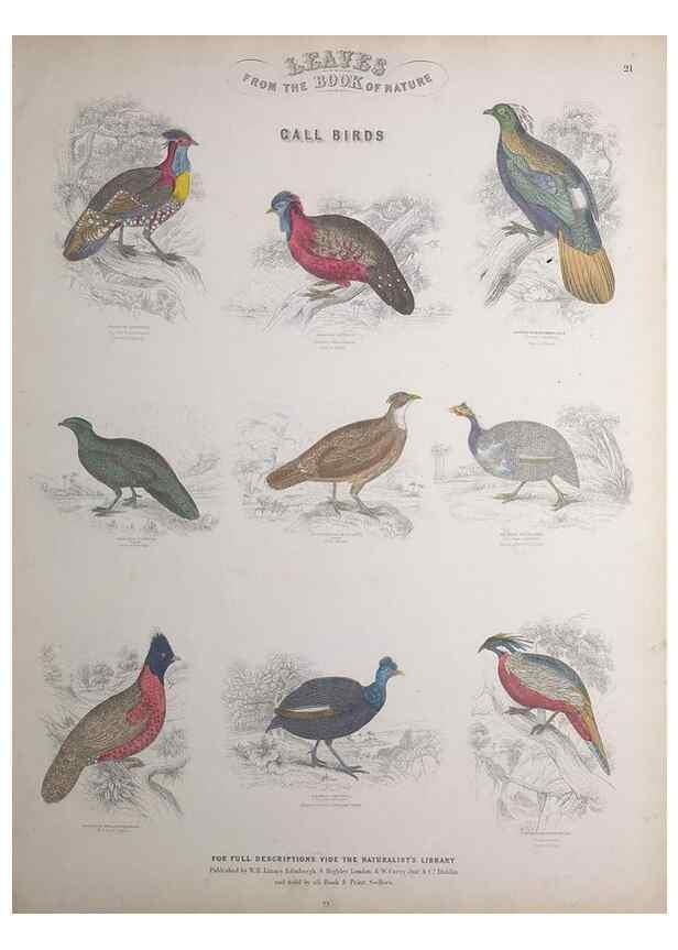 Reproducción/Reproduction 49749718872: Leaves from the book of nature,. Edinburgh :W.H. Lizars;[184-?]. 
