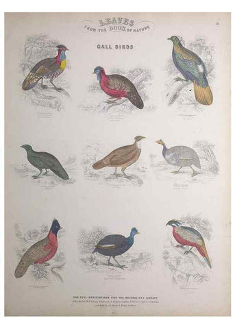 Reproducción/Reproduction 49749718872: Leaves from the book of nature,. Edinburgh :W.H. Lizars;[184-?]. 