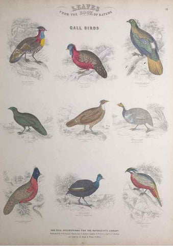 Reproducción/Reproduction 49749718872: Leaves from the book of nature,. Edinburgh :W.H. Lizars;[184-?]. 