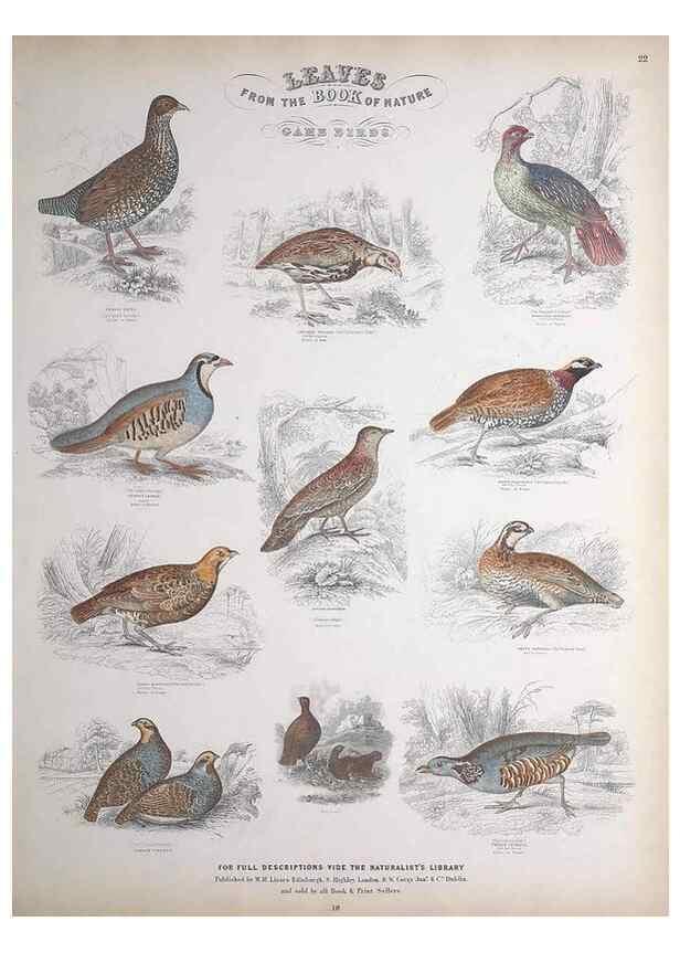 Reproducción/Reproduction 49749391086: Leaves from the book of nature,. Edinburgh :W.H. Lizars;[184-?]. 