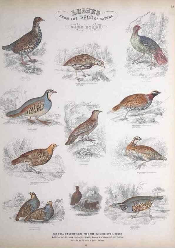 Reproducción/Reproduction 49749391086: Leaves from the book of nature,. Edinburgh :W.H. Lizars;[184-?]. 