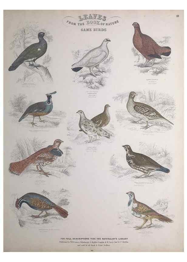 Reproducción/Reproduction 49748848638: Leaves from the book of nature,. Edinburgh :W.H. Lizars;[184-?]. 