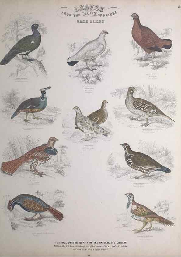 Reproducción/Reproduction 49748848638: Leaves from the book of nature,. Edinburgh :W.H. Lizars;[184-?]. 