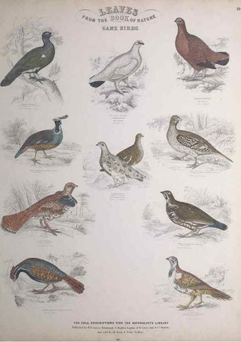 Reproducción/Reproduction 49748848638: Leaves from the book of nature,. Edinburgh :W.H. Lizars;[184-?]. 