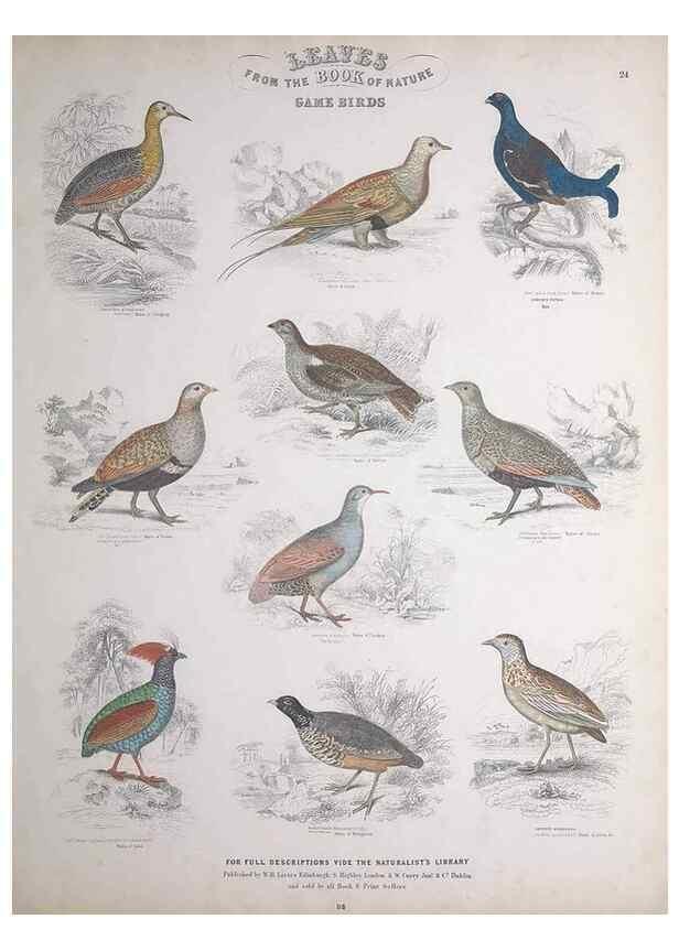 Reproducción/Reproduction 49748848813: Leaves from the book of nature,. Edinburgh :W.H. Lizars;[184-?]. 