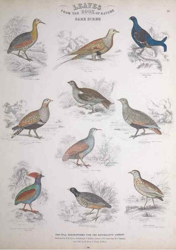 Reproducción/Reproduction 49748848813: Leaves from the book of nature,. Edinburgh :W.H. Lizars;[184-?]. 