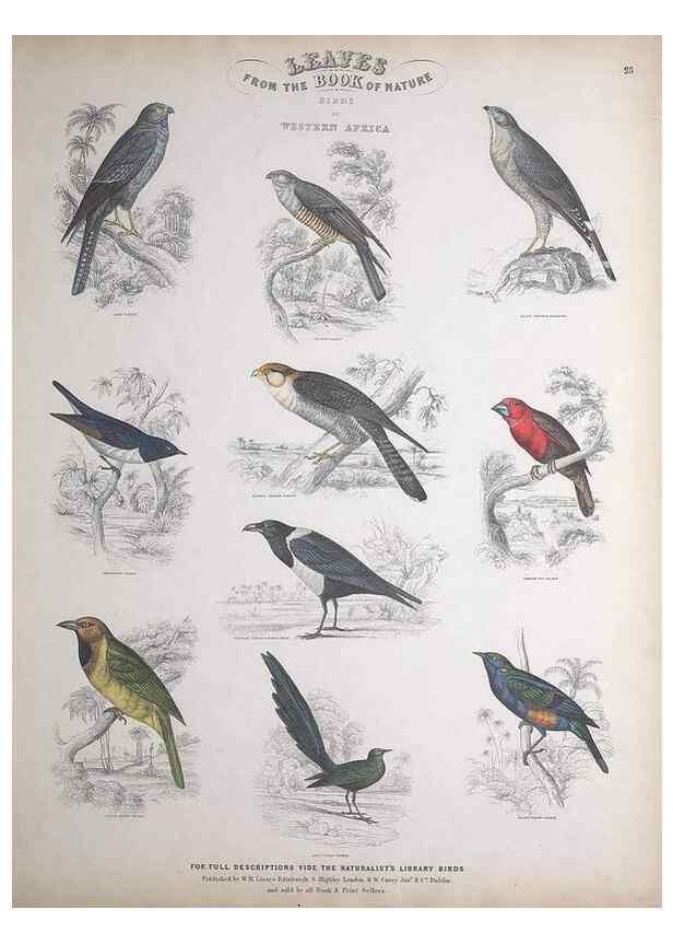 Reproducción/Reproduction 49749391606: Leaves from the book of nature,. Edinburgh :W.H. Lizars;[184-?]. 