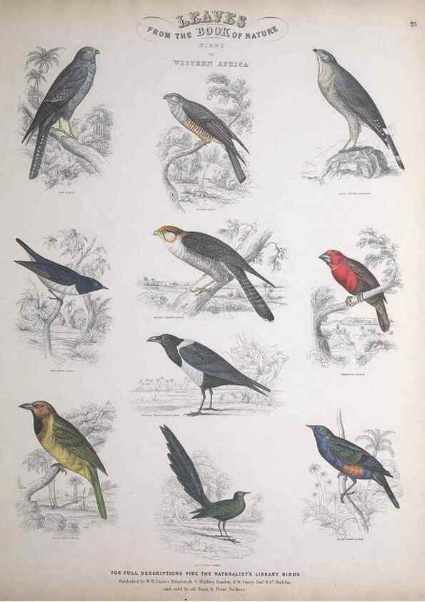Reproducción/Reproduction 49749391606: Leaves from the book of nature,. Edinburgh :W.H. Lizars;[184-?]. 